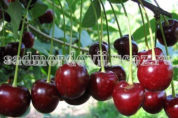 2krn cc официальный