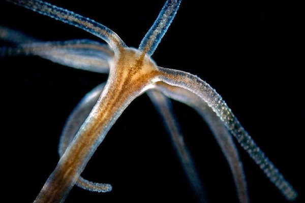 Kraken рабочее зеркало