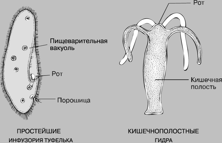 Официальный сайт кракен тор
